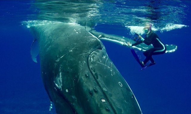 50-тонный горбатый кит защитил дайвера от тигровой акулы, и она записала это на видео