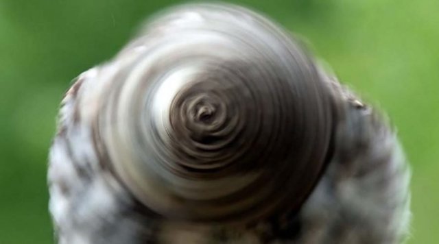 Фотографу удалось запечатлеть вращающуюся голову совы, которая отдалённо напоминает колесо