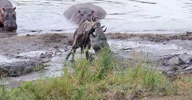 Бегемоты спасли антилопу гну от двух крокодилов