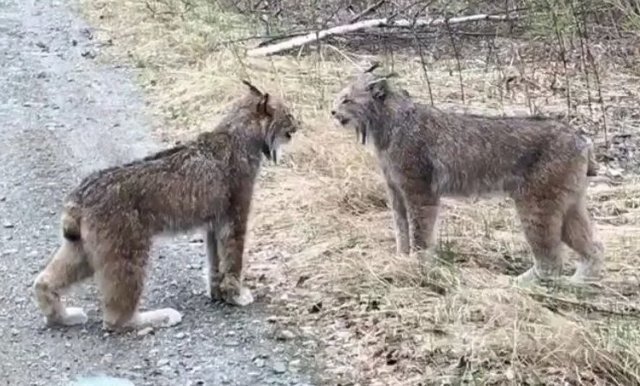 Вы когда-нибудь слышали, как рыси орут друг на друга? А ведь они реально орут