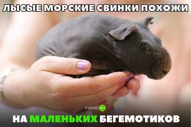 Картинки с надписями для настроения