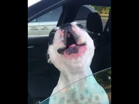Поющий песню... Смотрящий в даль