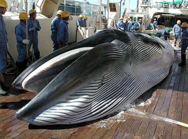 В Японии забили более 120 беременных самок китов ради "научных исследований"