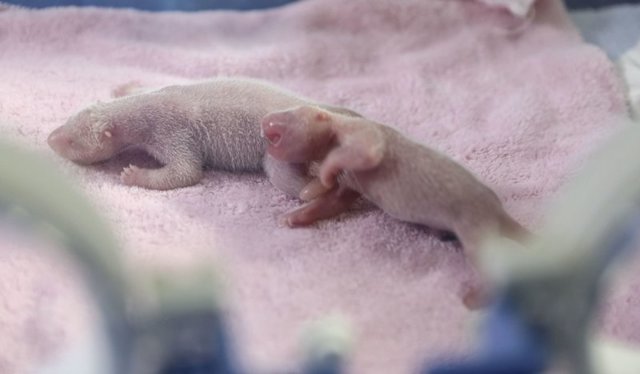 Первые панды-двойняшки, родившиеся в питомнике Чэнду в этом году