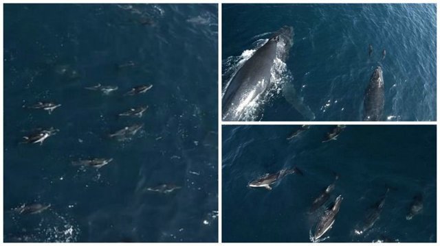 Видео: 1500 дельфинов-серферов