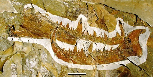 Окаменевший огромный "коготь" - длиной 49 см, угадайте какому гиганту он принадлежал?