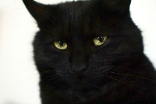 10 замурчательных фактов о черных кошках 