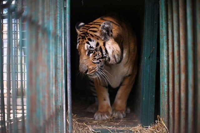 В зоопарке Хельсинки скончался единственный в мире травоядный тигр