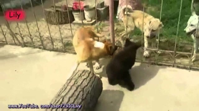 Борьба медвежонка и собаки