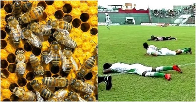 В Эквадоре рой пчел уложил на газон две футбольные команды