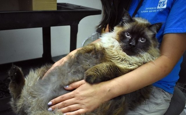 В Калифорнии спасли бездомного кота, страдающего ожирением: видео