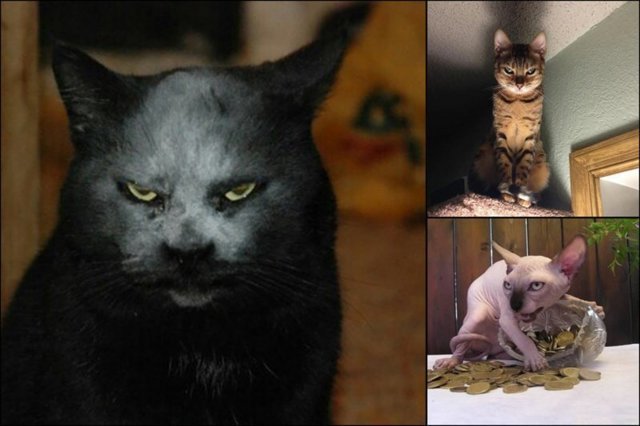 16 фото, авторы которых ценой жизни запечатлели сатанинскую сущность котов