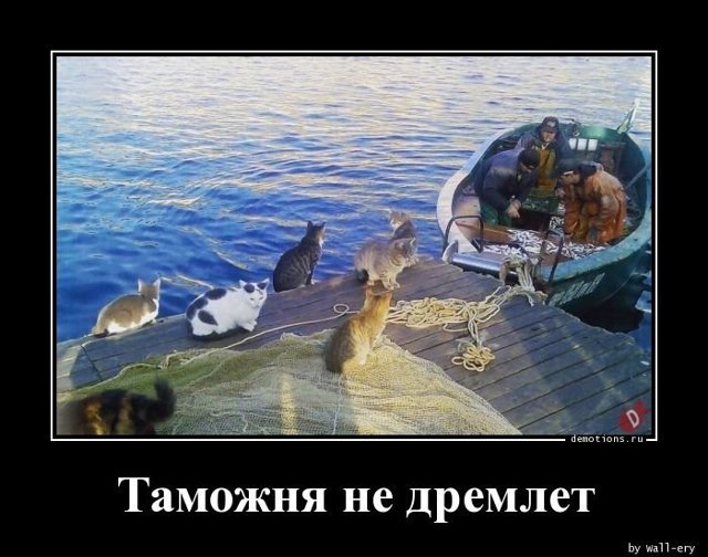 Таможня картинки приколы