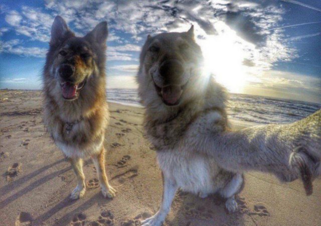 Эти забавные животные