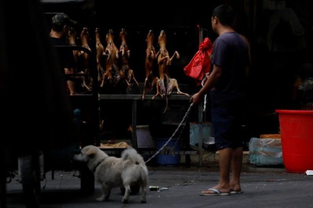 Знаменитый фестиваль по поеданию собак в Китае