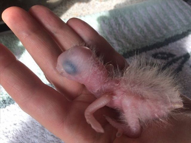 Изменения попугая ара за 2 месяца после рождения