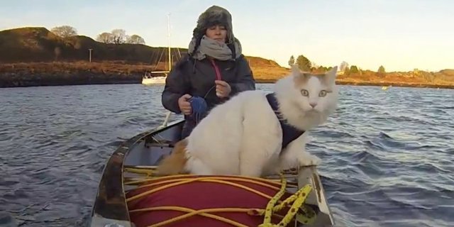 Жизнь под парусом: кот по кличке Солти, путешествующий на яхте
