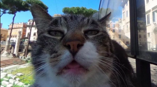 Странная морда кота на Google-картах заставила мир биться в конвульсиях: Видео