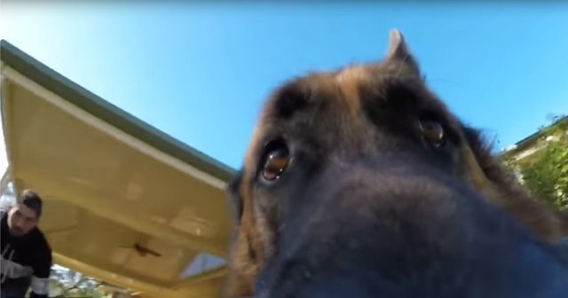 Собака стащила у хозяина камеру и попробовала себя в роли видеооператора