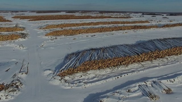 Всё что нужно знать о вывозе российского леса в Китай