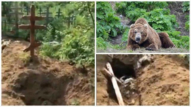 Видео: медведи раскопали кладбище на Камчатке