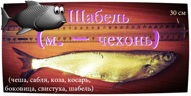 Рыбу-саблю хорошо знаете?