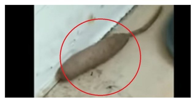 Не крыса и не червь: жительница Великобритании сняла на видео загадочное существо
