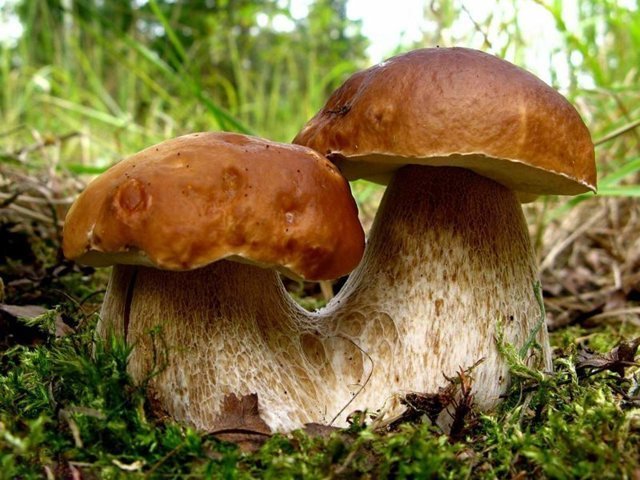 Невероятные факты о грибах