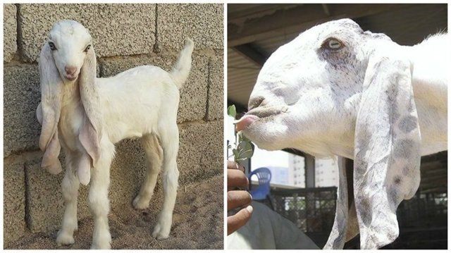 Самые уродливые козлы в мире живут в Саудовской Аравии