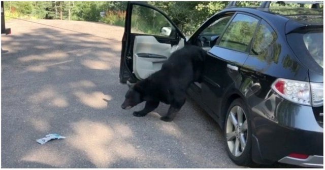 В США медведь разгромил салон автомобиля и уснул на сиденье