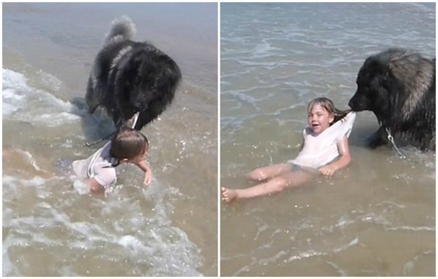 Собака спасла маленькую девочку, утащив от океанских волн