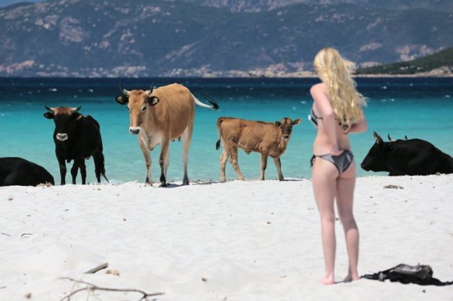 На нудистском пляже в Швеции появились коровы