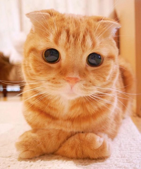 Подборка милых кошечек и котиков)