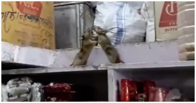 Крысы не поделили подсобку в индийском магазине