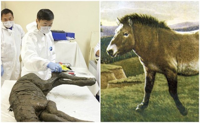 В Сибири раскопали отлично сохранившиеся останки лошади возрастом 40 тысяч лет