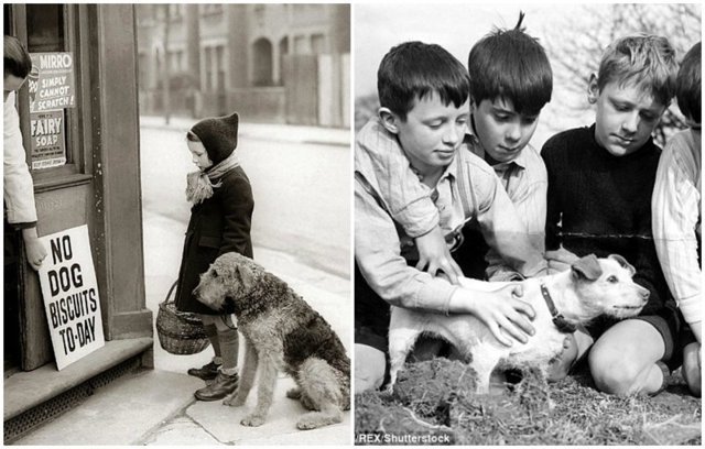 Четвероногие жертвы второй мировой: в ходе войны в Англии уничтожили 2 миллиона домашних животных