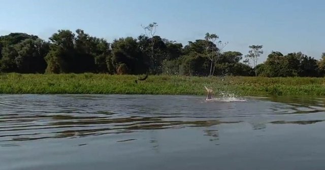 Дельфины "поиграли в футбол" электрическим угрем на реке в Бразилии