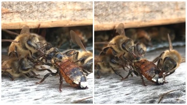 Потому что они банда: пчелы очищают испачкавшуюся соплеменницу