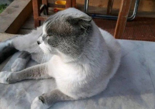 Житель Кемерова продаёт кота-экстрасенса за 5 миллионов рублей
