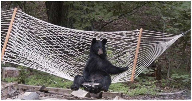 Медведь решил отдохнуть в гамаке американки