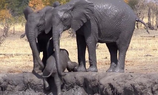 Старшие товарищи помогли слоненку выбраться из грязевой ванны