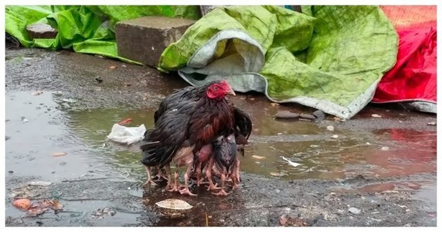 Мама-курица укрыла своих птенцов от сильного дождя