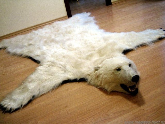 Цена шкуры белого медведя на черном рынке выросла в два раза
