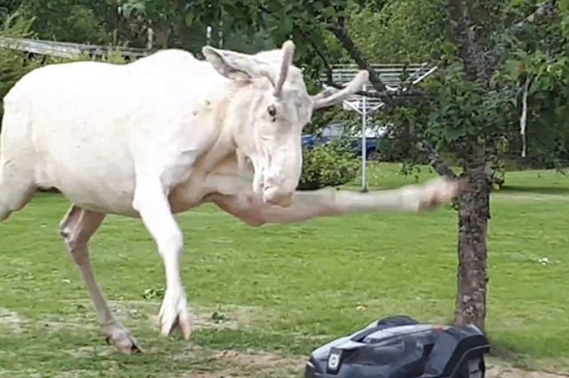 Лось-альбинос сразился с газонокосилкой за территорию