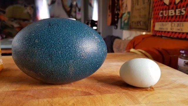 Фермер купил страусиные яйца для инкубации, и вот что из этого получилось