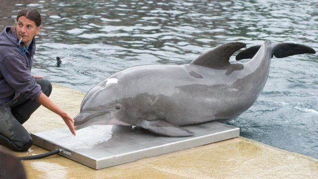 Моби - старейший дельфин в неволе - умер в возрасте 58 лет
