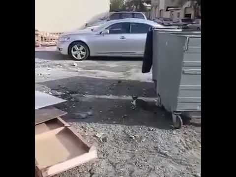 Котейка на охоте
