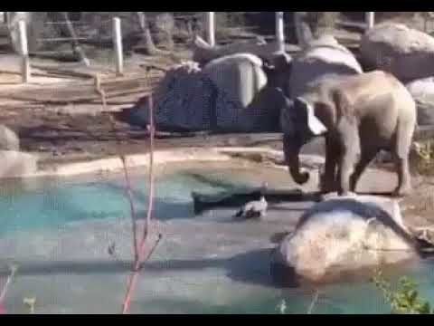 Слонёнок против гуся
