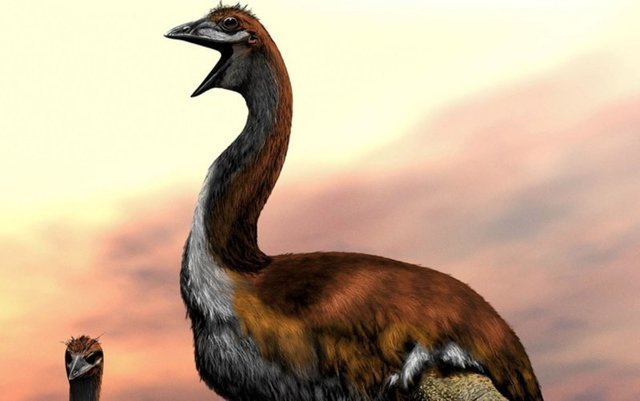 Самой крупной птице в истории дали новое имя