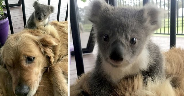 Собака спасла детеныша коалы от замерзания